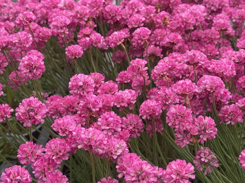 TRÁVNIČKA PŘÍMOŘSKÁ - Armeria maritima 'Vesuv'