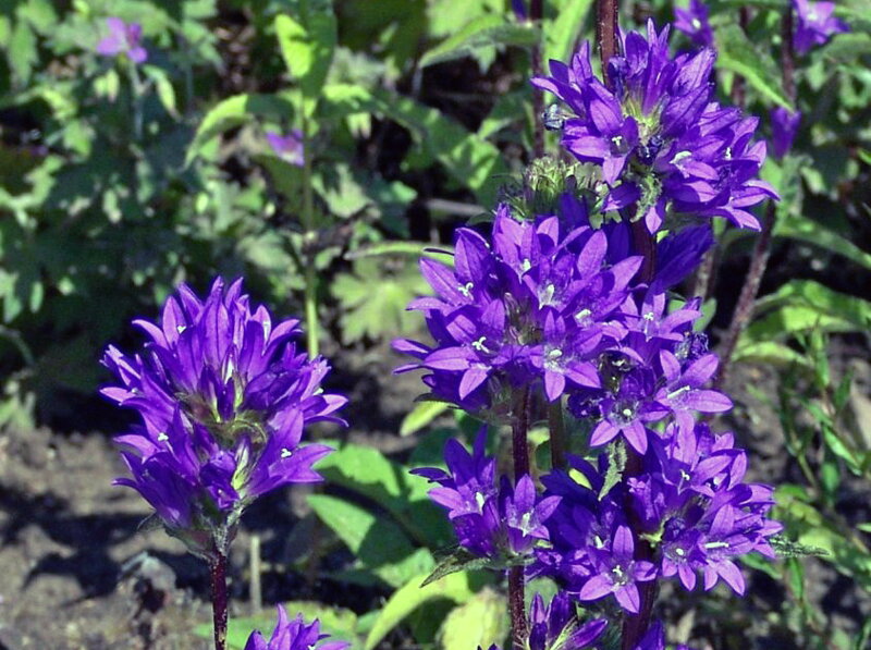 ZVONEK KLUBKATÝ - Campanula glomerata ´Dahurica´
