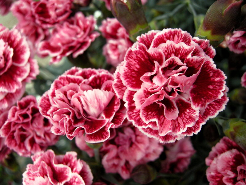 HVOZDÍK - Dianthus ´Perfume Pinks Sugar Plum´