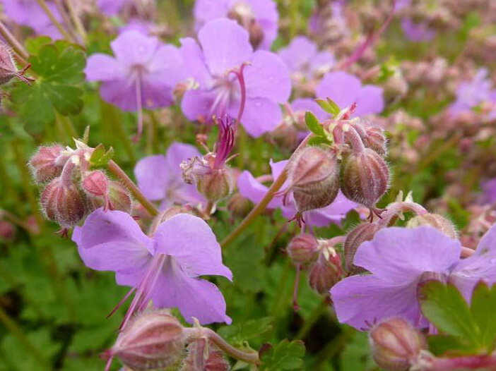KAKOST KANTABRIJSKÝ - Geranium cantabrigiense ´Cambridge´