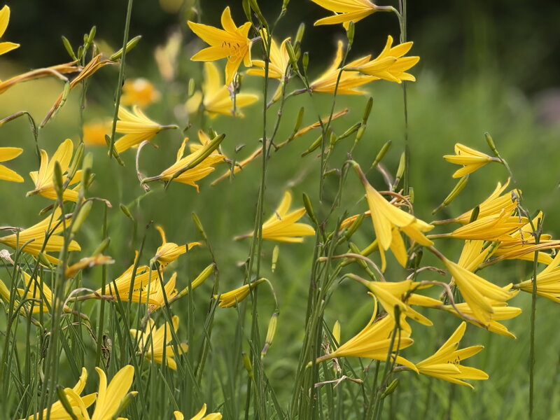 DENIVKA - Hemerocallis citrina