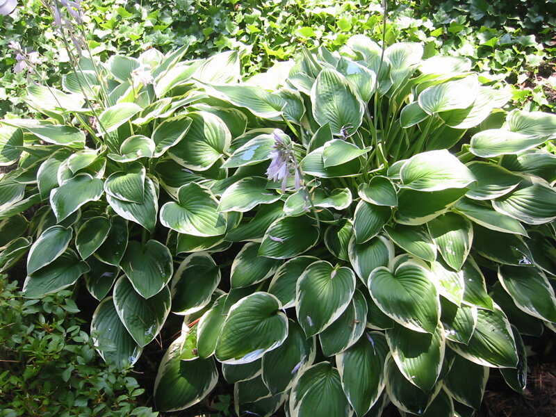 BOHYŠKA - Hosta fortunei  'Francee'