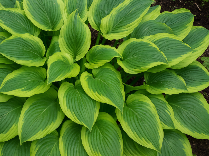 BOHYŠKA - Hosta hybrida ´Satisfaction´