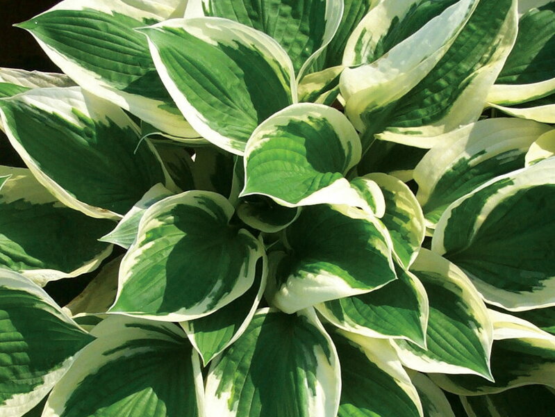 BOHYŠKA - Hosta hybrida  'Patriot'