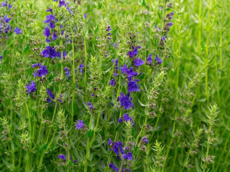 YZOP LÉKAŘSKÝ - Hyssopus officinalis 