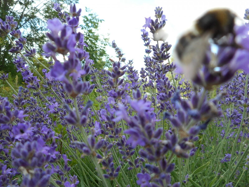 LEVANDULE LÉKAŘSKÁ (ÚZKOLISTÁ) - Lavandula angustifolia 