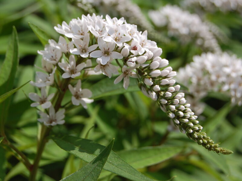 VRBINA SEHNUTÁ - Lysimachia clethroides
