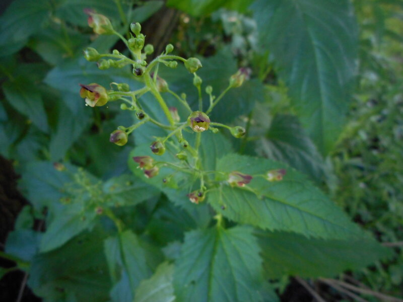 KRTIČNÍK HLÍZNATÝ - Scrophularia nodosa